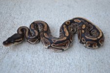 2011 snakes for sale 032 (500x333).jpg
