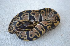 2011 snakes for sale 027 (500x333).jpg