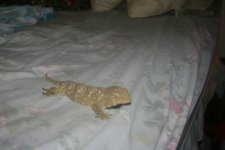 gecko 2.jpg