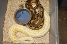 Snakes breeding 004.jpg