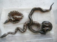 Black Pastel Albino x Spider Het Pied clutch  Sep 23 2011 001.jpg