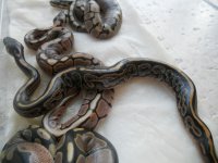 Black Pastel Albino x Spider Het Pied clutch  Sep 23 2011 005.jpg