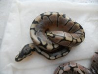 Black Pastel Albino x Spider Het Pied clutch  Sep 23 2011 004.jpg