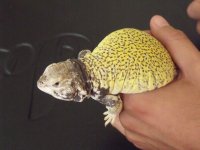 faunapic2.jpg faunapic2.jpg