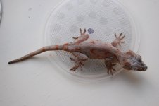 DSC_0105.jpg
