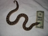 female hognose 12-3-2011.jpg