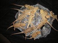 baby lizards 268.jpg