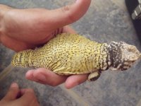 faunapic4.jpg faunapic4.jpg