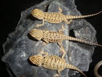 baby lizards 261.jpg