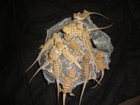 baby lizards 267.jpg