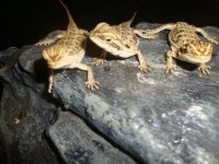baby lizards 264.jpg