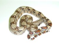 100% Het Albino Male.jpg