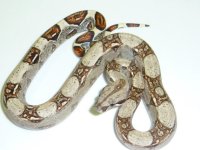 100% Het Albino Female.jpg
