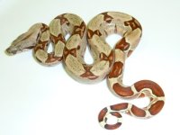 Hypo Columbian Boa 2011 Male 1.jpg