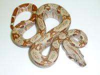 Hypo Columbian Boa 2011 Female Red Line.jpg