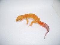 pics 022.jpg