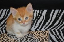 Orange Munchkin.jpg