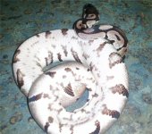 opal-belly.jpg