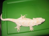 Gargoyle Adults 004.jpg
