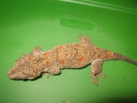 Gargoyle Adults 003.jpg