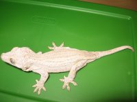 Gargoyle Adults 001.jpg