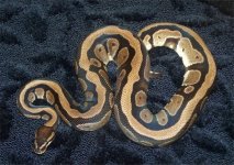 aeonfull-small.jpg
