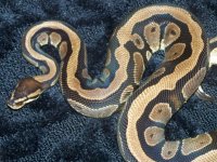 aeoncloseup-small.jpg
