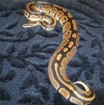 demure-2011-small.jpg