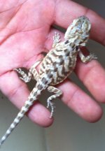 poss. male 4 s pattern.jpg