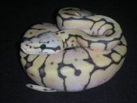 2011 killerbee.jpg