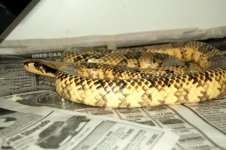 bobs high yellow hypo male.jpg bobs high yellow hypo male.jpg
