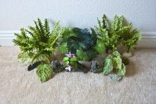 Plants.jpg