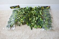Leaves.jpg