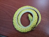 dead gtp.jpg