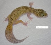 speckledeclipsefemale1.jpg