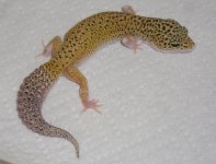 speckledeclipsefemale2.jpg