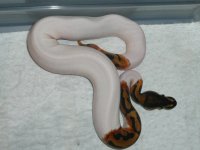 CL1M6.JPG