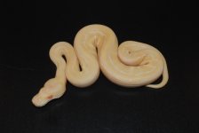 Albino Pinstripe Male 1 (2).jpg