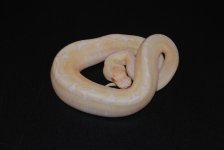 Albino Spider Male 1.jpg