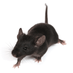 bigstock_Little_Mouse_921034.png