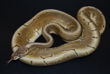 2010 Spinner Het Albino Male.jpg