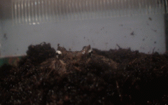 DSC00068.gif