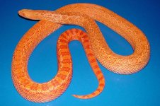 05 Albino red 2 fauna.JPG