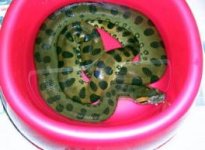 Raysanaconda.jpg