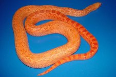 05 Albino red 3 fauna.JPG