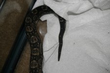 resized_Argentine Male 001.jpg