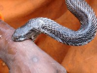 snake_bite.jpg