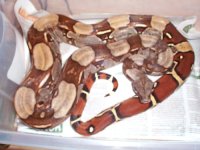 Guyana 5 foot male spot tail 1.jpg