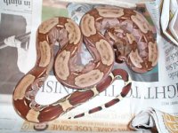 Pink Guyana 3.5 feet male 3.jpg