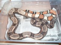Guyana 4 foot white male1.jpg